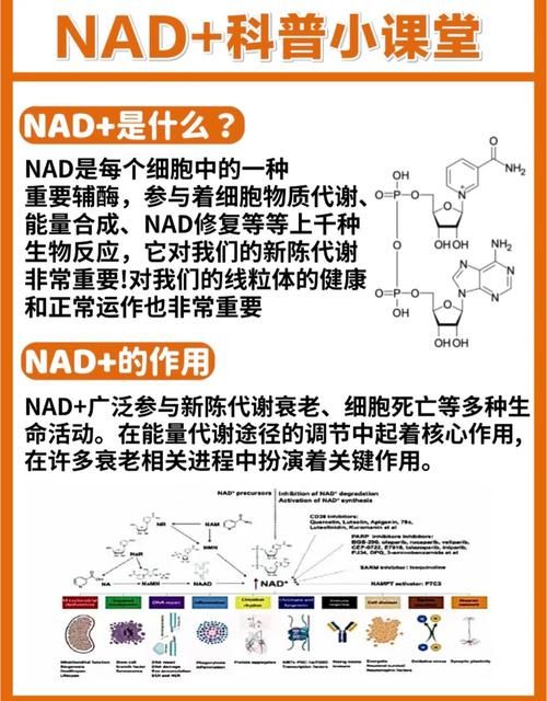 新手必看nadesico的入门指南和常见问题