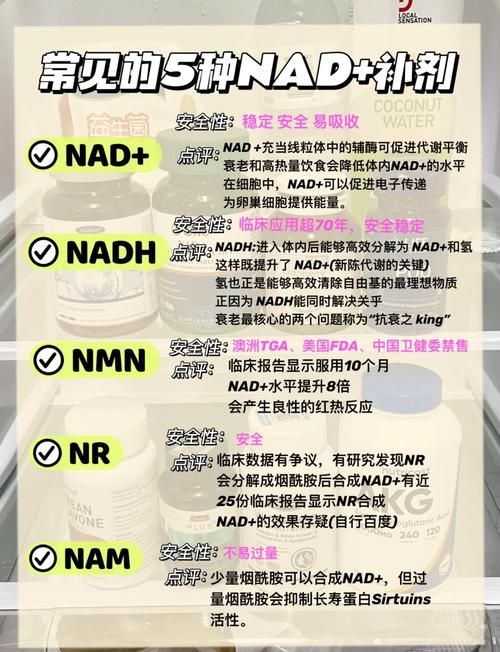 新手必看nadesico的入门指南和常见问题