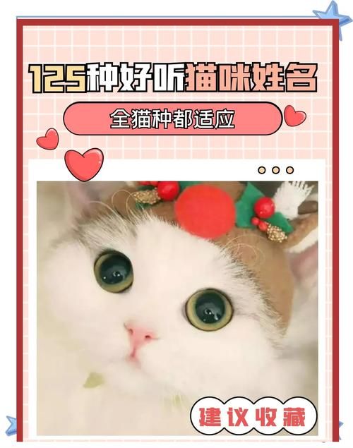 新版猫咪地域网名推荐 让你的爱猫名字更有个性