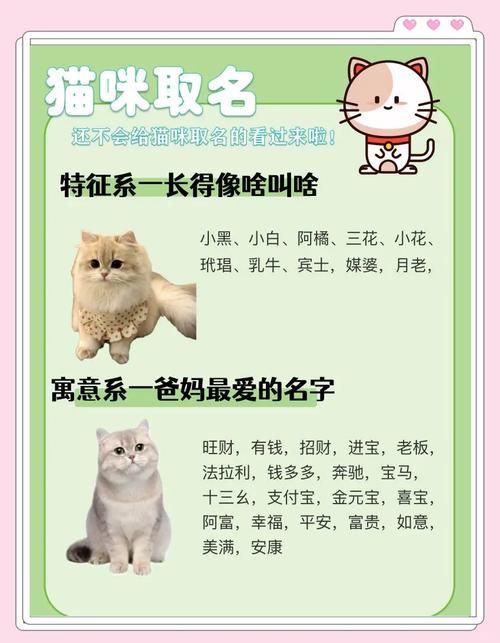 新版猫咪地域网名推荐 让你的爱猫名字更有个性