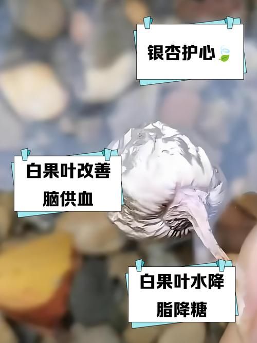 新鲜银杏叶泡水能天天喝吗 听听专家怎么说