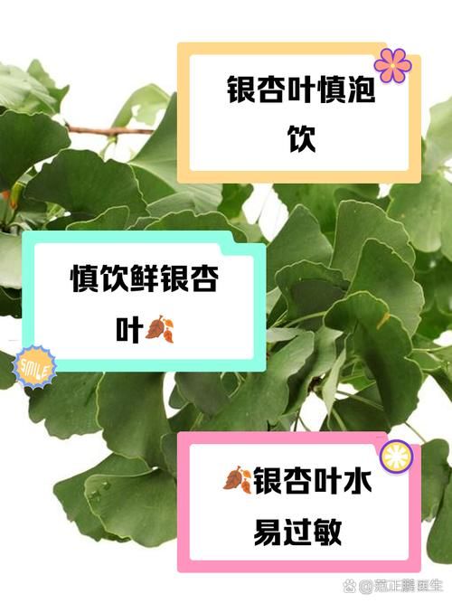 新鲜银杏叶泡水能天天喝吗 听听专家怎么说