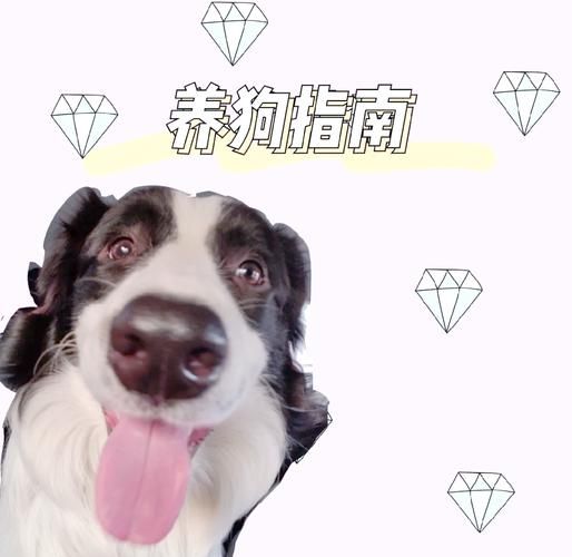 旺旺狗自动答题器下载安装教程新手必看指南