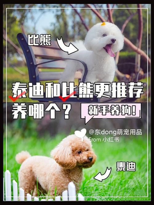 旺旺狗自动答题器下载安装教程新手必看指南