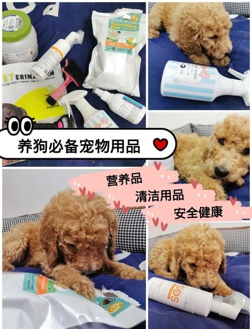 旺旺狗自动答题器下载安装教程新手必看指南