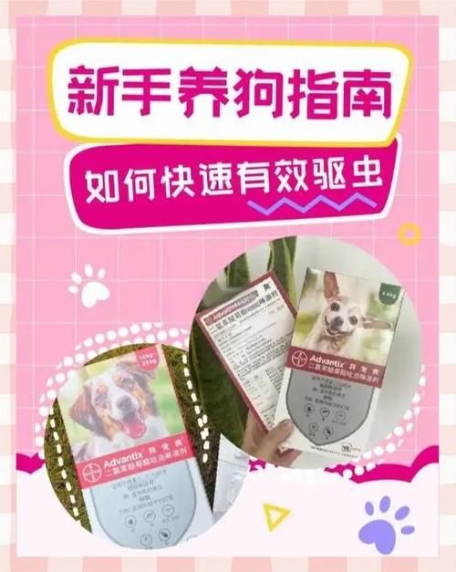 旺旺狗自动答题器下载安装教程新手必看指南