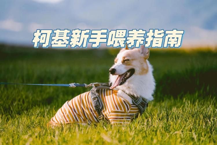 旺旺狗自动答题器下载安装教程新手必看指南
