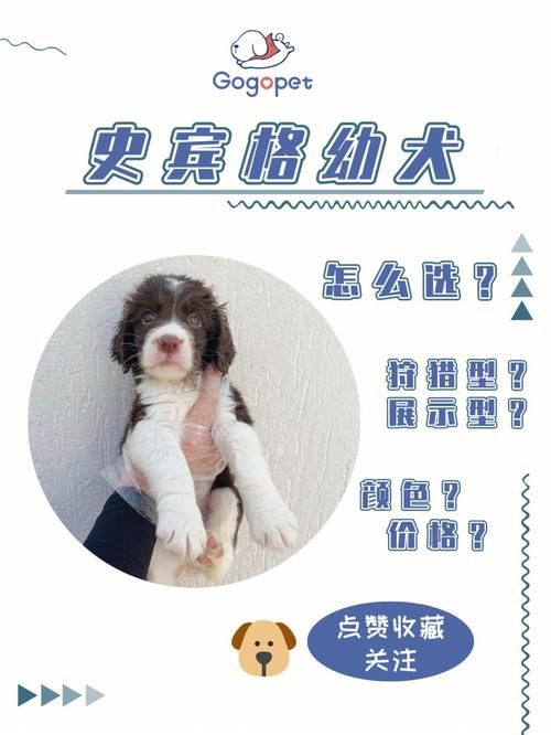 旺旺狗自动答题器下载安装教程新手必看指南