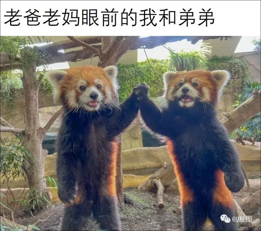 曹县护照是什么梗 网友都在玩的搞笑梗解析