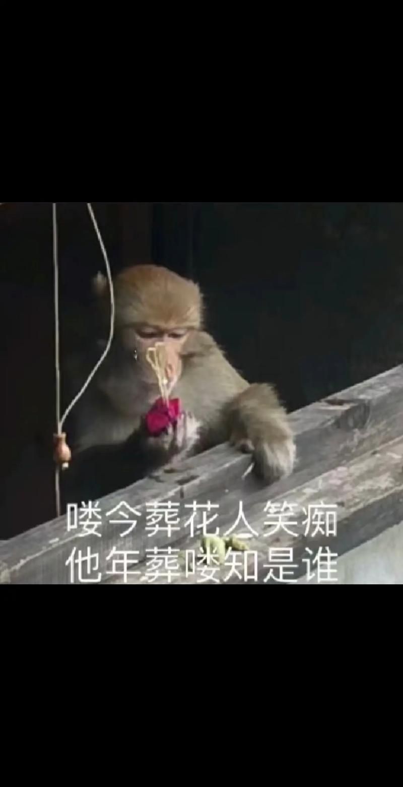 最新嘻哈猴qq表情包合集 搞笑表情一网打尽