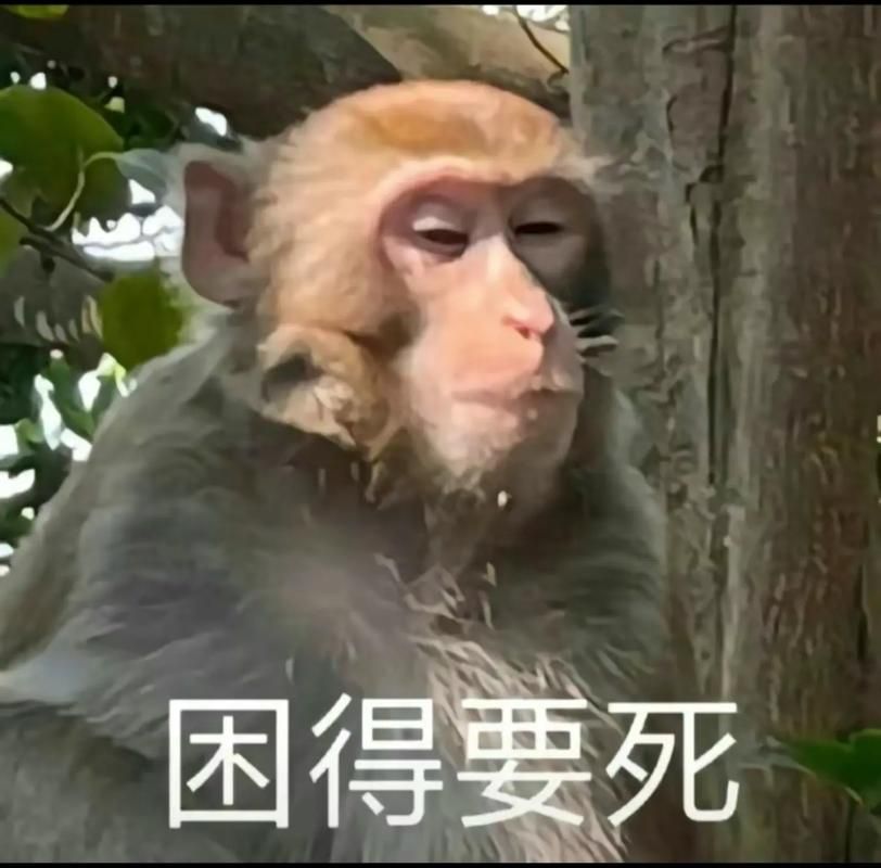 最新嘻哈猴qq表情包合集 搞笑表情一网打尽
