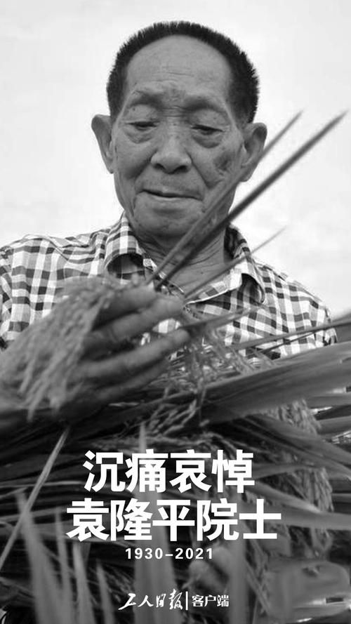 袁隆平去世了吗 揭秘杂交水稻之父近况如何