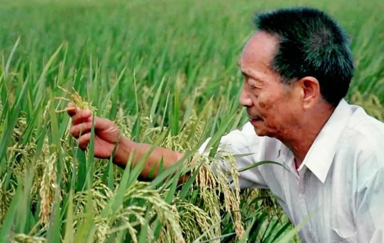 袁隆平去世了吗 揭秘杂交水稻之父近况如何