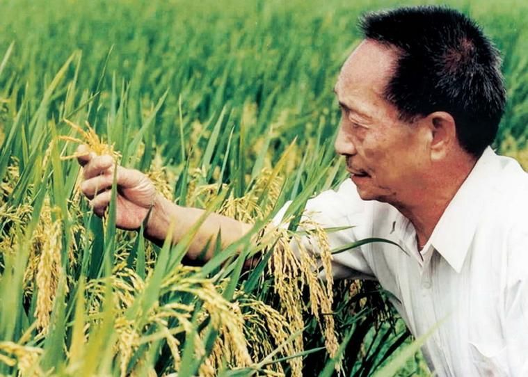 袁隆平去世了吗 揭秘杂交水稻之父近况如何