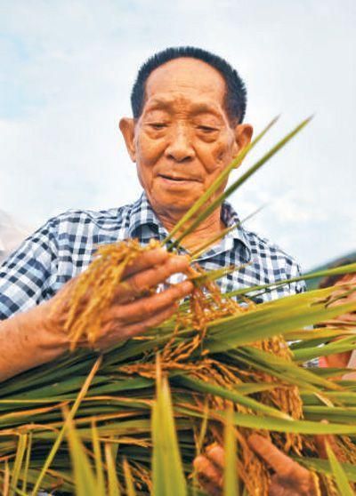 袁隆平去世了吗 揭秘杂交水稻之父近况如何