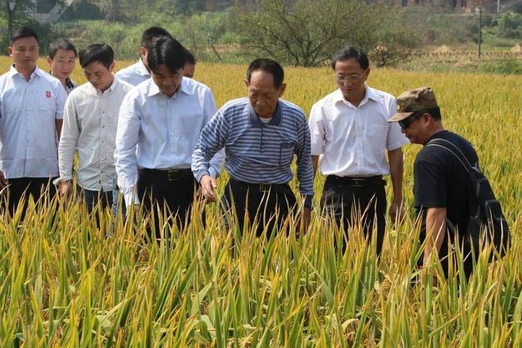 袁隆平去世病因是什么 了解这位伟人的医疗经历