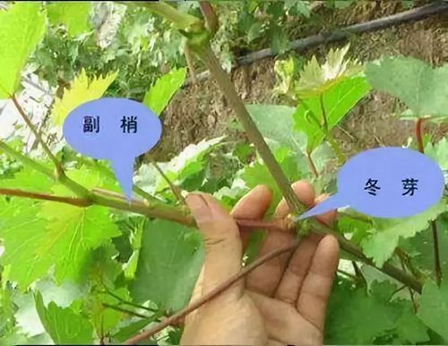 诞生之芽有什么用 一文带你了解它的全部作用