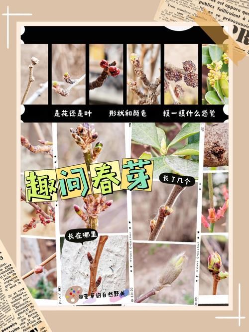 诞生之芽有什么用 一文带你了解它的全部作用
