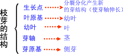 诞生之芽有什么用 一文带你了解它的全部作用