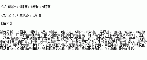 诞生之芽有什么用 一文带你了解它的全部作用