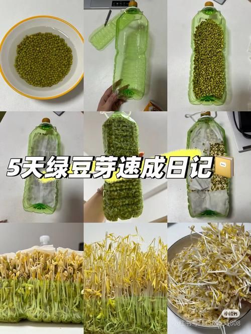 诞生之芽有什么用 一文带你了解它的全部作用