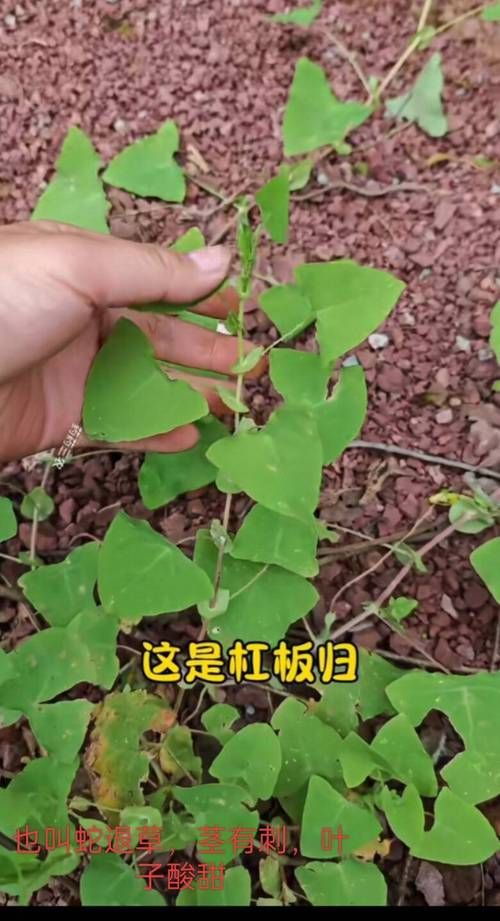 诺森德草药有哪些 这些草药最值钱