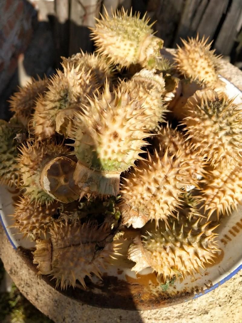 诺森德草药有哪些 这些草药最值钱