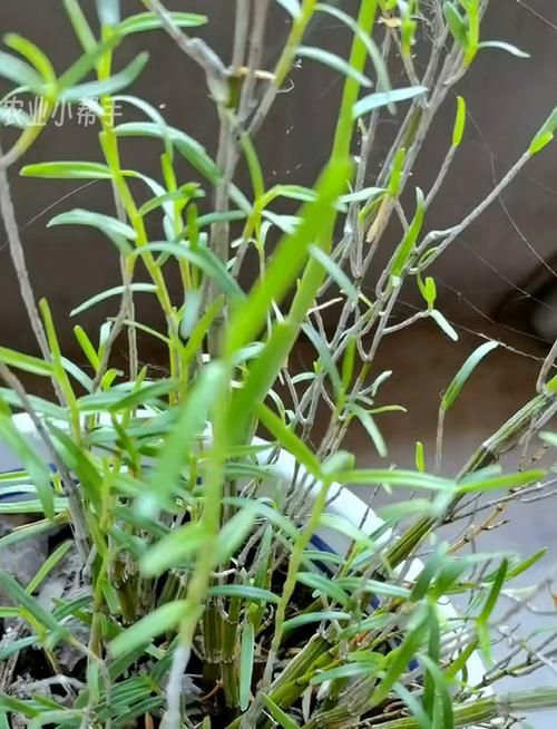 诺森德草药有哪些 这些草药最值钱