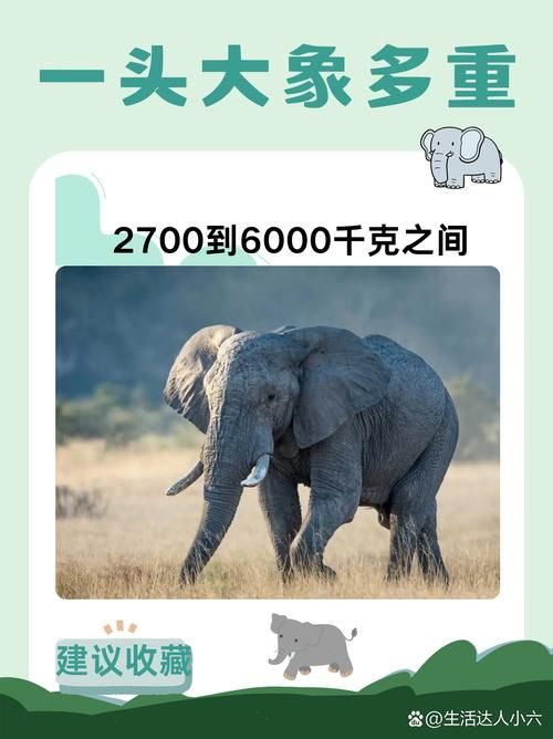 象群的首领是什么大象家族如何选择它们的头领