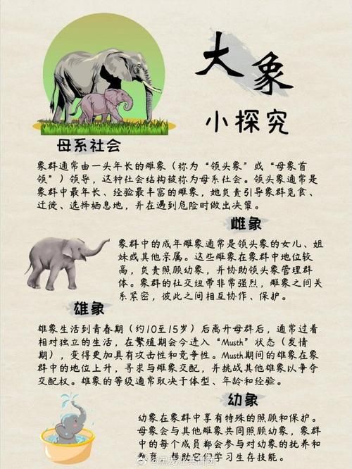 象群的首领是什么大象家族如何选择它们的头领