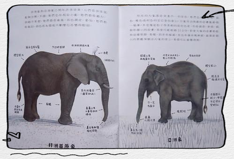 象群的首领是什么大象家族如何选择它们的头领