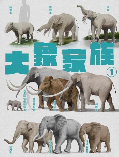 象群的首领是什么大象家族如何选择它们的头领