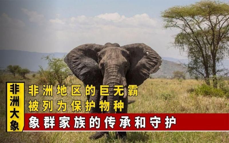 象群的首领是什么大象家族如何选择它们的头领