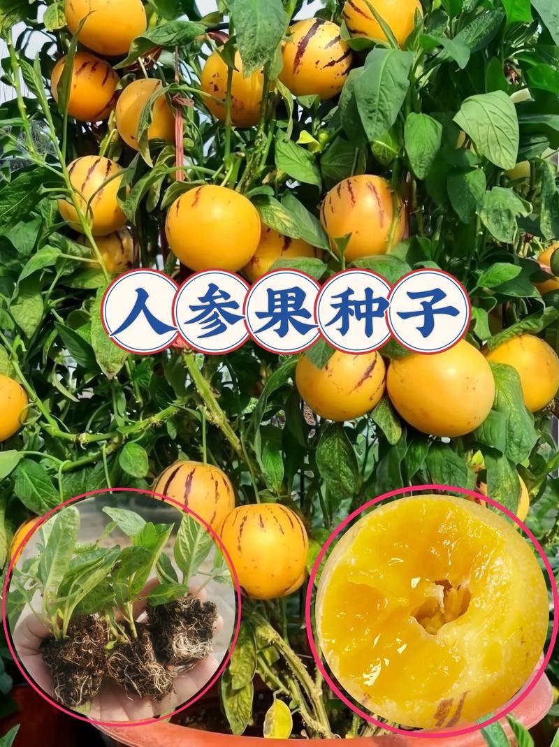 超级人参果市场价格多少 哪里买最划算