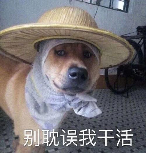 超级搞笑qq表情大全适合各种聊天场景