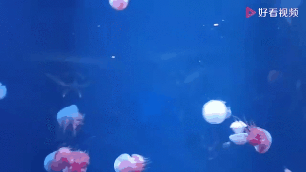 超美海底世界动态壁纸 让你的手机桌面活起来