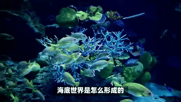 超美海底世界动态壁纸 让你的手机桌面活起来