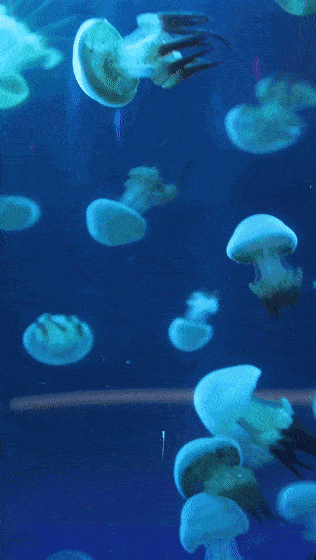 超美海底世界动态壁纸 让你的手机桌面活起来