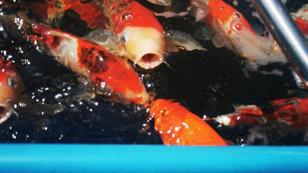 超逼真3d鱼池动态屏保 免费下载即用