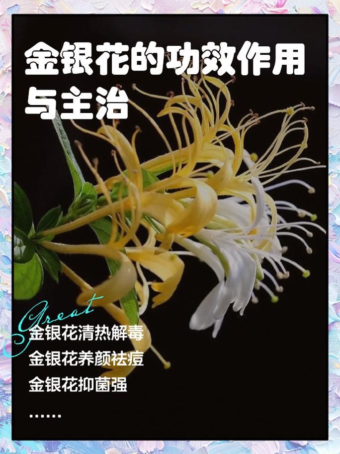 金银花的所有作品推荐 哪本最值得一读