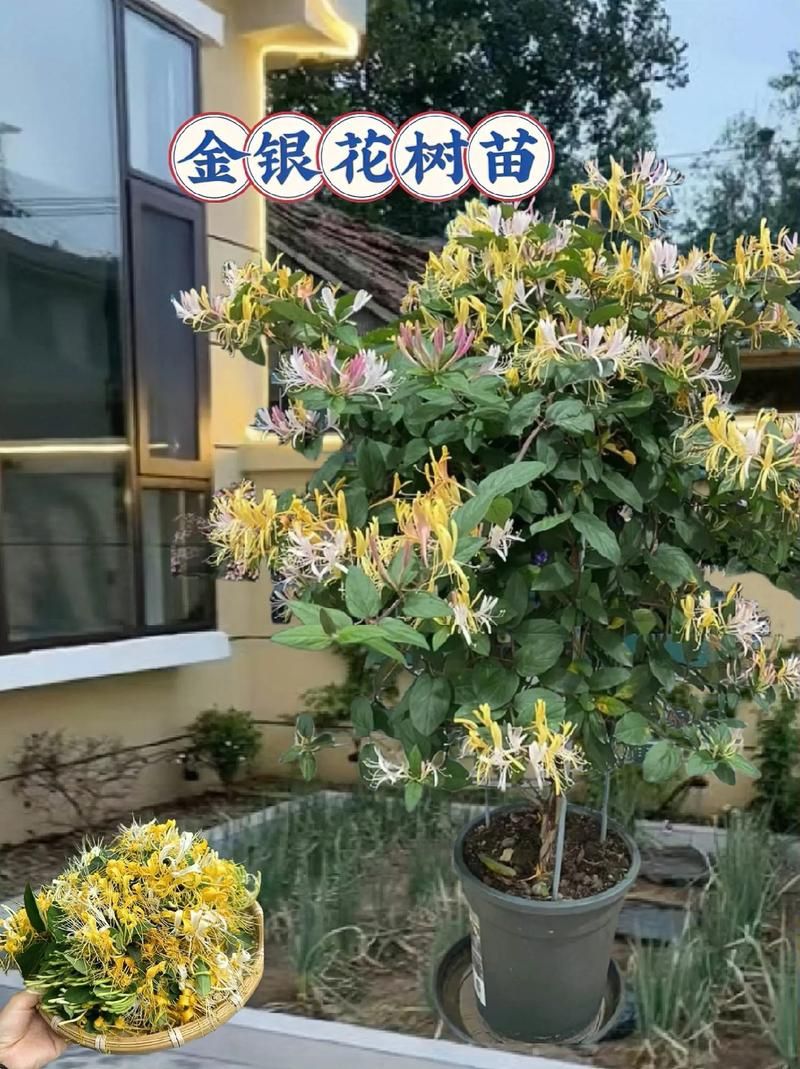 金银花的所有作品推荐 哪本最值得一读