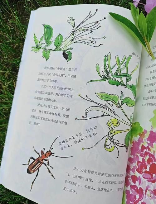 金银花的所有作品推荐 哪本最值得一读