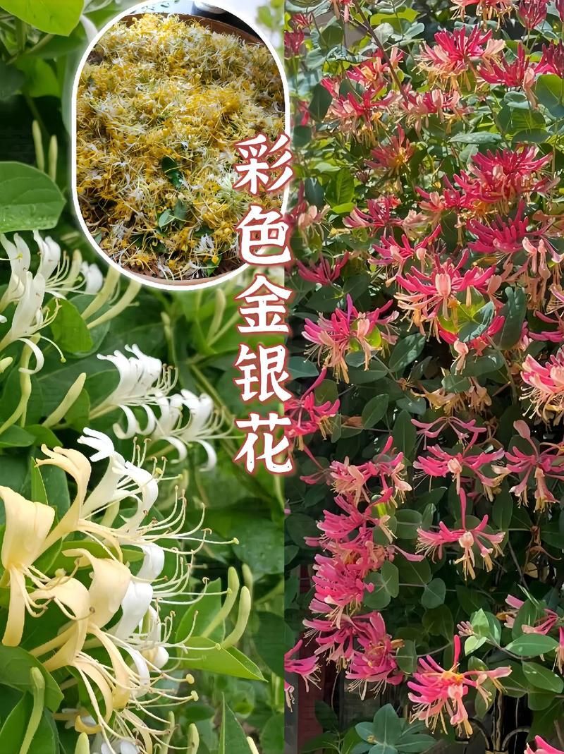金银花的所有作品推荐 哪本最值得一读