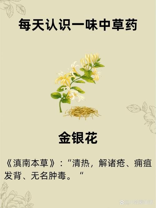 金银花的所有作品推荐 哪本最值得一读