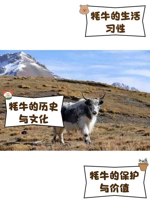 雄壮远足牦牛缰绳的保养方法与注意事项