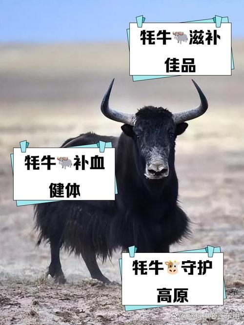 雄壮远足牦牛缰绳的保养方法与注意事项