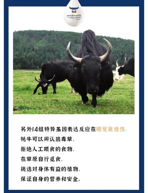 雄壮远足牦牛缰绳的保养方法与注意事项