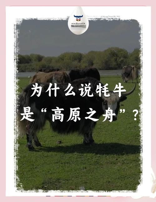 雄壮远足牦牛缰绳的保养方法与注意事项
