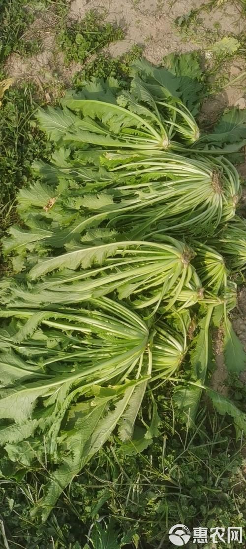 雪菜和雪里红是同一种菜吗揭秘两者关系