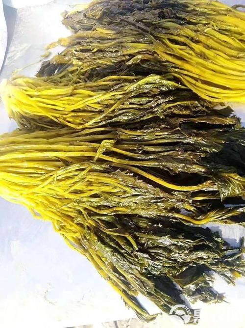 雪菜和雪里红是同一种菜吗揭秘两者关系